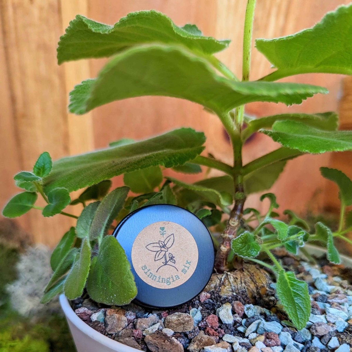Sinningia Mix "Gloxinia" Seeds, view 15
