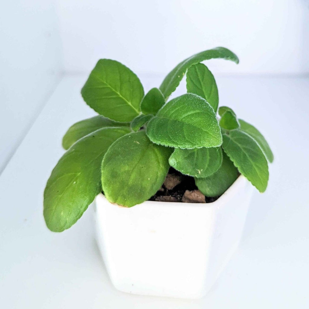 Sinningia Mix "Gloxinia" Seeds, view 10