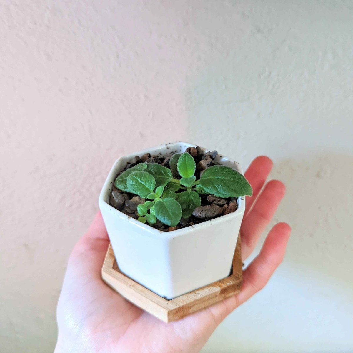 Sinningia Mix "Gloxinia" Seeds, view 8