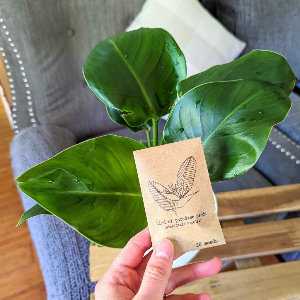 Strelitzia 'Bird of Paradise' Seeds, view 11