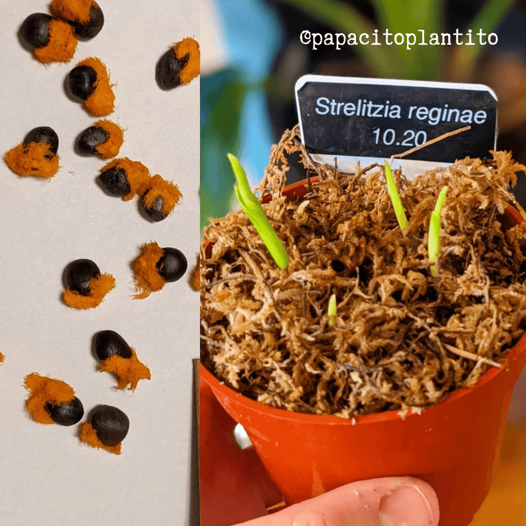 Strelitzia 'Bird of Paradise' Seeds, view 8