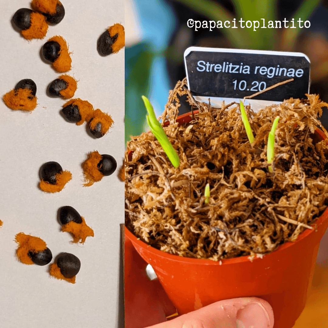 Strelitzia 'Bird of Paradise' Seeds, view 8