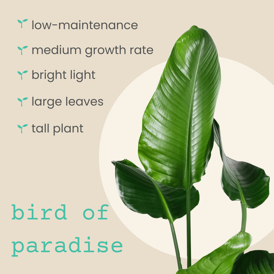 Strelitzia 'Bird of Paradise' Seeds, view 3