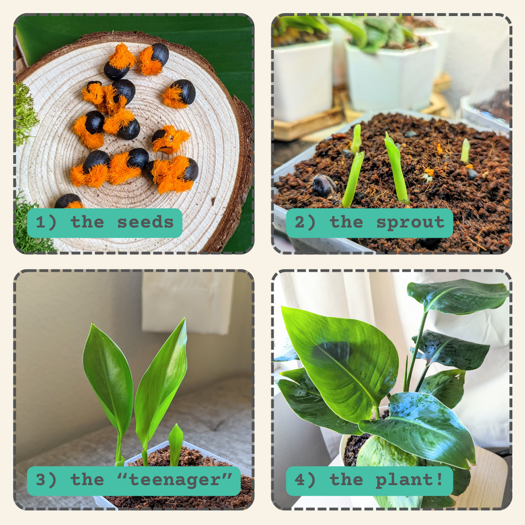 Strelitzia 'Bird of Paradise' Seeds, view 5