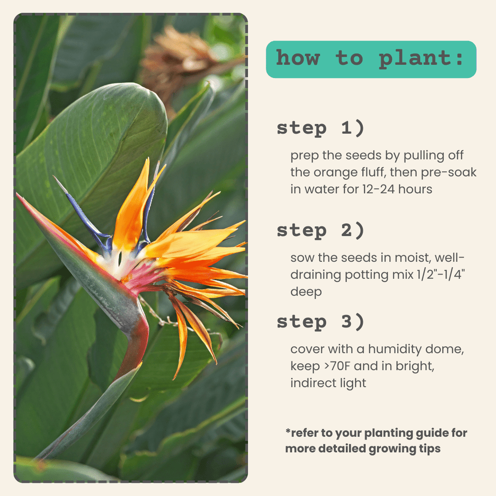 Strelitzia 'Bird of Paradise' Seeds, view 7