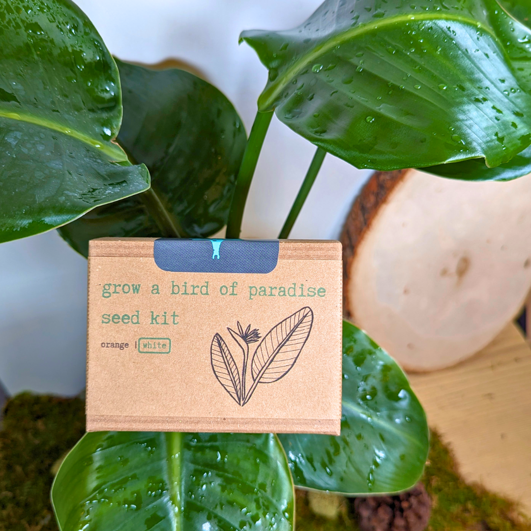 Strelitzia 'Bird of Paradise' Seeds, view 10