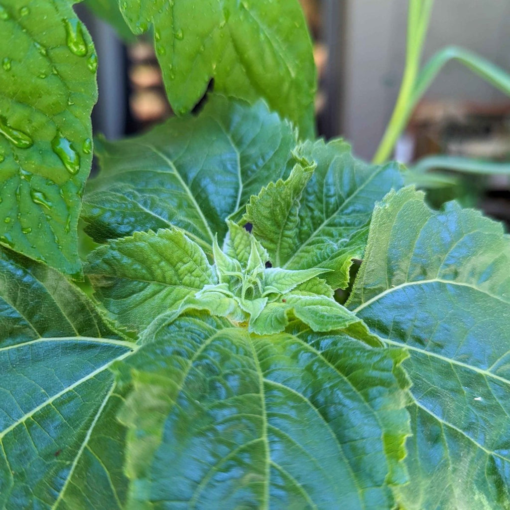 Sunspot Sunflower Seeds, view 6