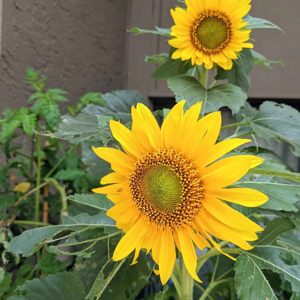Sunspot Sunflower Seeds, view 3
