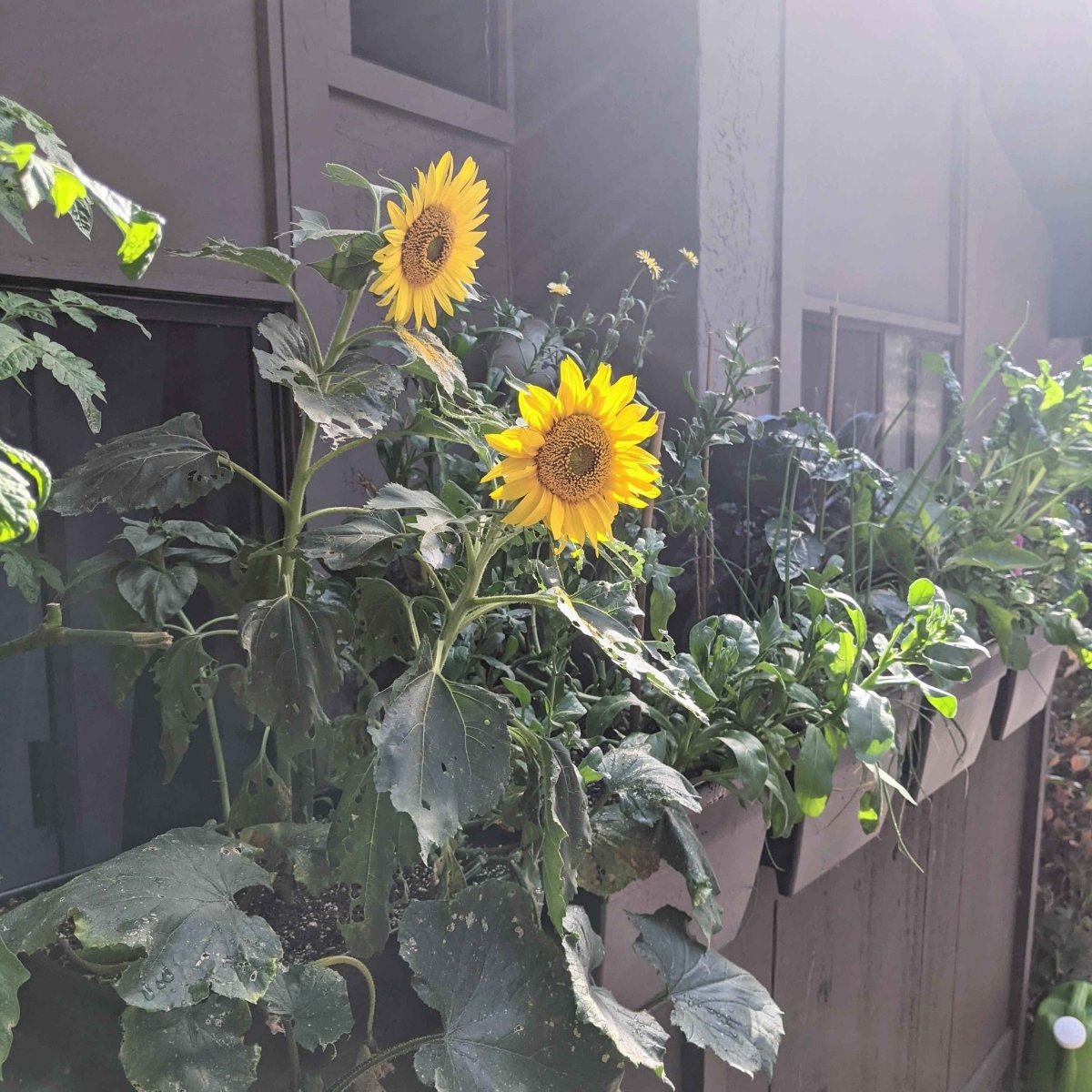 Sunspot Sunflower Seeds, view 8