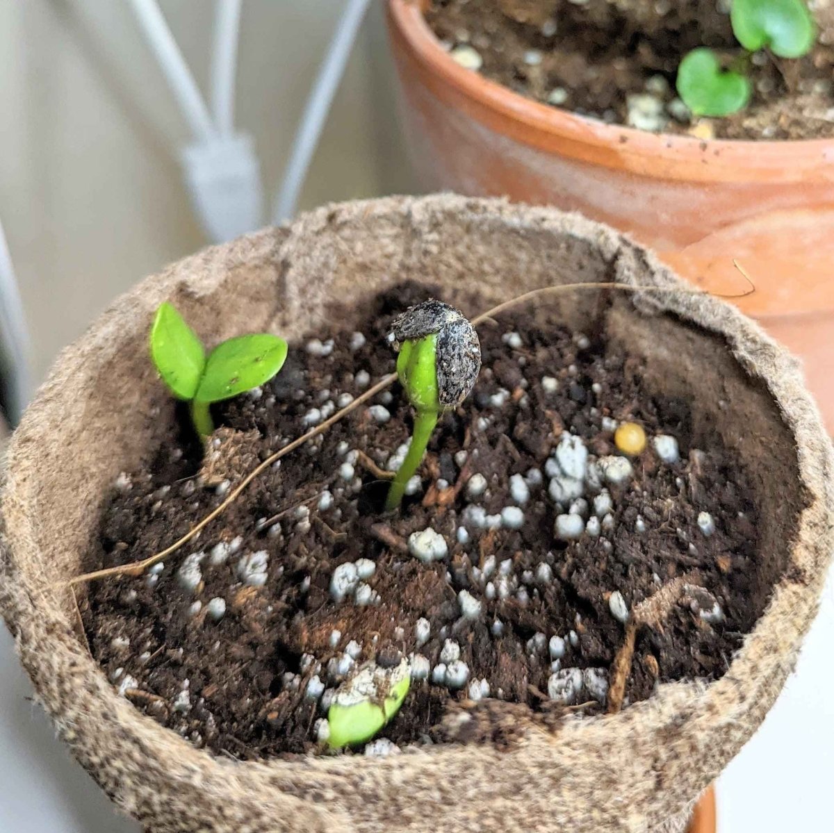 Sunspot Sunflower Seeds, view 5