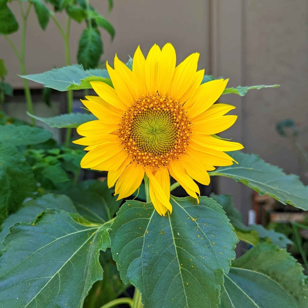 Sunspot Sunflower Seeds, view 4