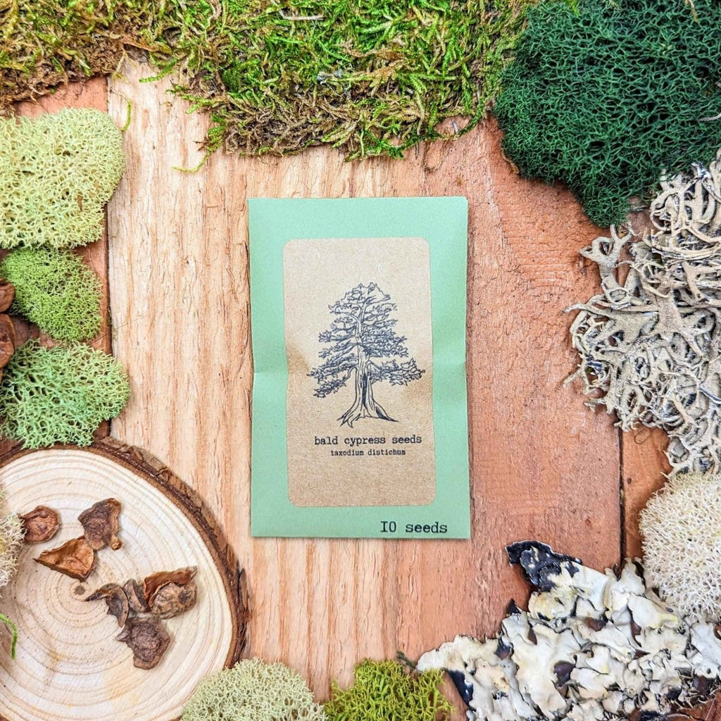 Taxodium Distichum 'Bald Cypress' Seeds, view 2