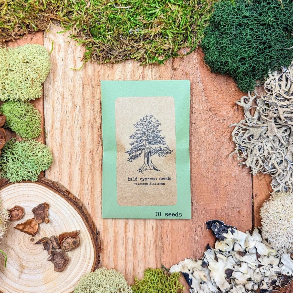 Taxodium Distichum 'Bald Cypress' Seeds, view 2