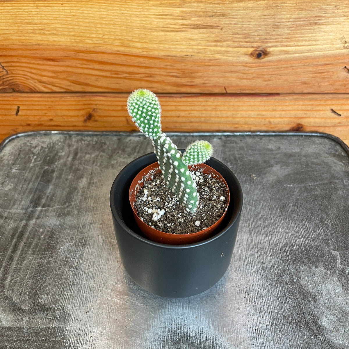 Opuntia Microdasys Albispina, 2" Plant, view 2