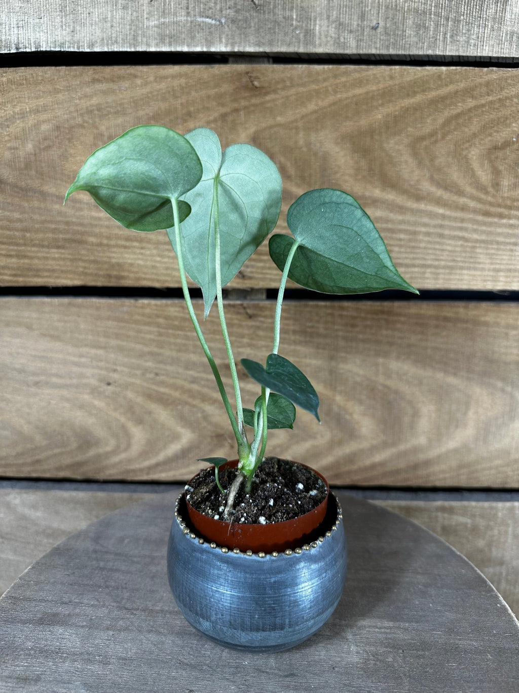 Anthurium Clarinervium, 2" Plant, view 2