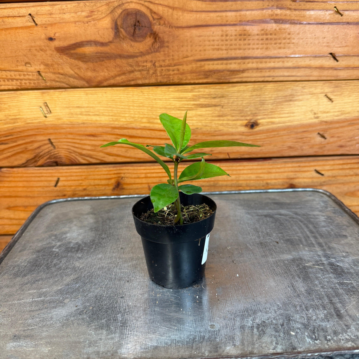 Ardisia humilis, 2" Plant, view 2
