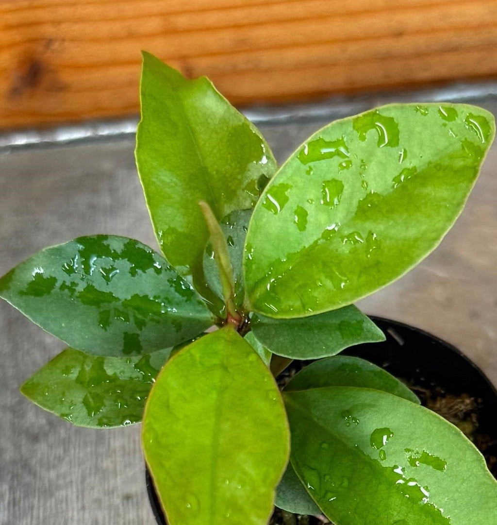 Ardisia humilis, 2" Plant, view 5