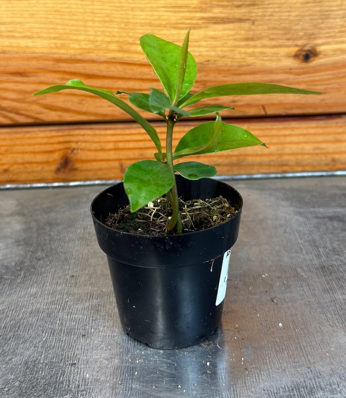 Ardisia humilis, 2" Plant, view 4