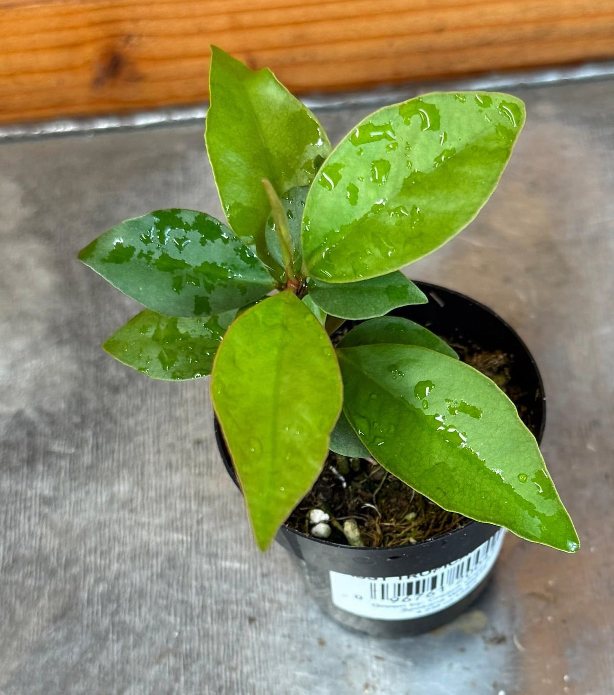 Ardisia humilis, 2" Plant, view 3