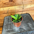 Hoya Crassipetiolata Little Splash, 4" Plant
