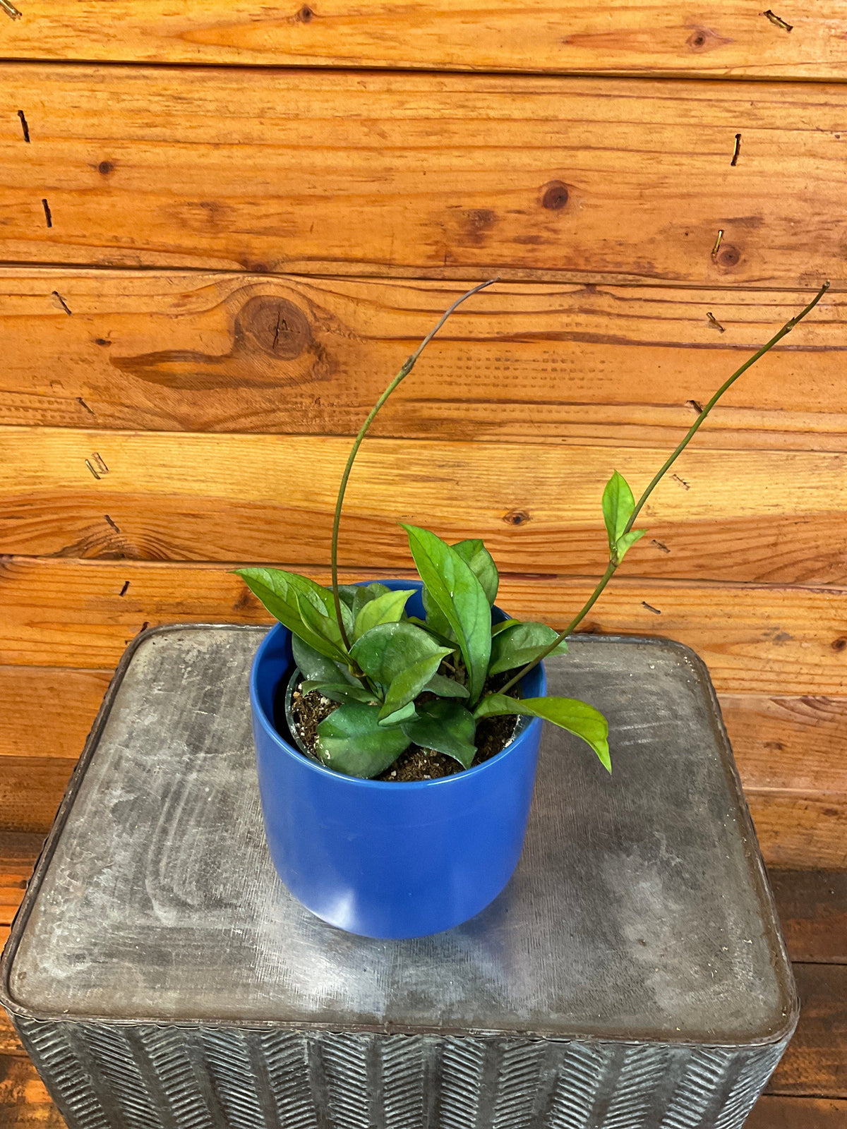 Hoya Hainanensis, 4" Plant, view 2