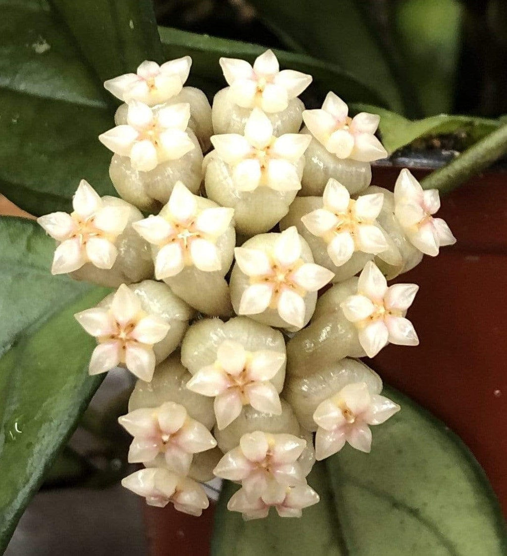 Hoya Hainanensis, 4" Plant, view 5