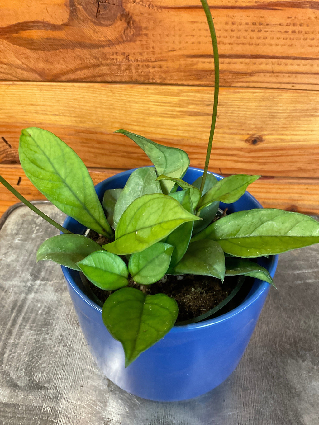 Hoya Hainanensis, 4" Plant, view 4