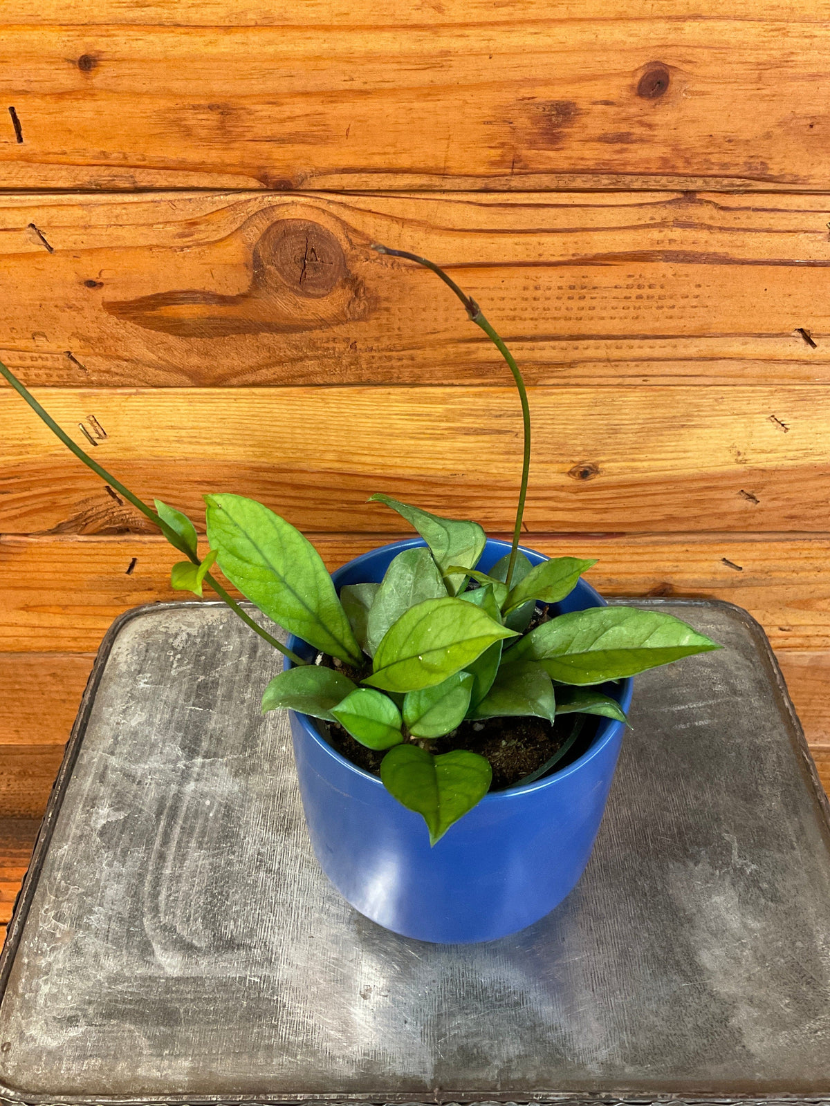 Hoya Hainanensis, 4" Plant, view 3
