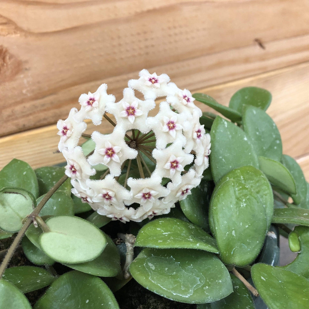 Hoya Mathilde, 2" Plant, view 3