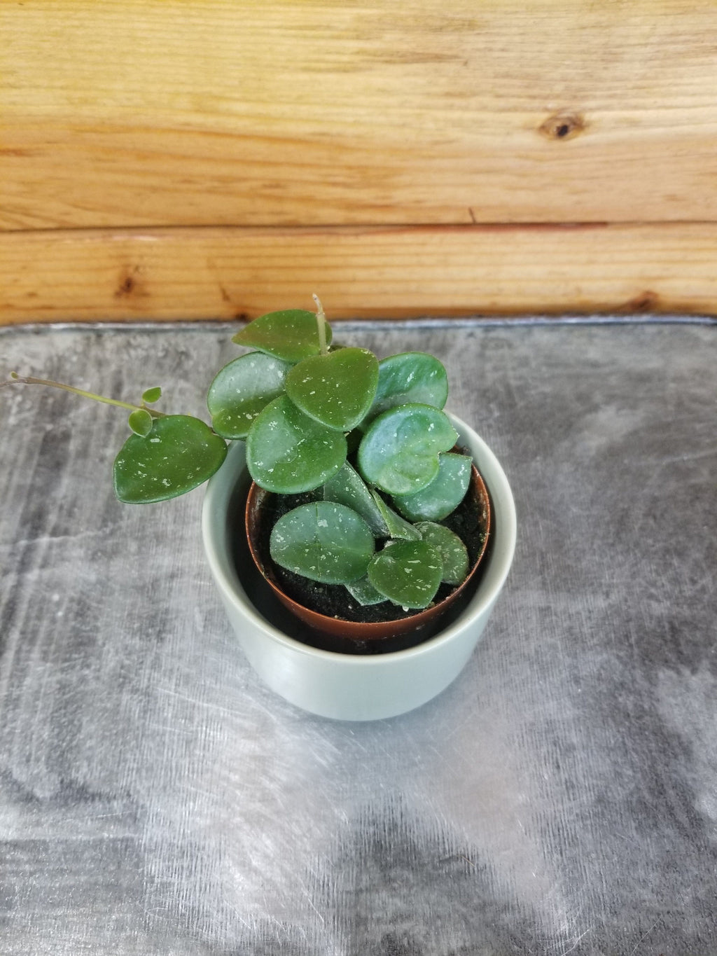Hoya Mathilde, 2" Plant, view 2