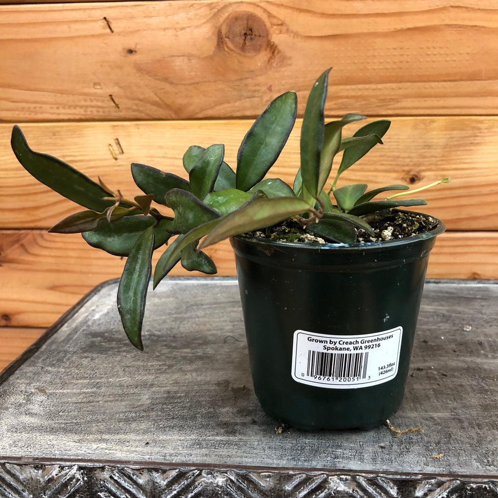 Hoya Rosita, 4" Plant, view 2