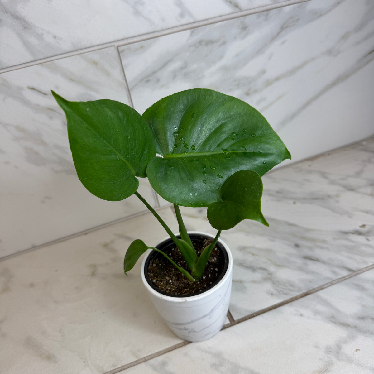 Monstera Deliciosa Split Leaf, 4" Plant, view 5
