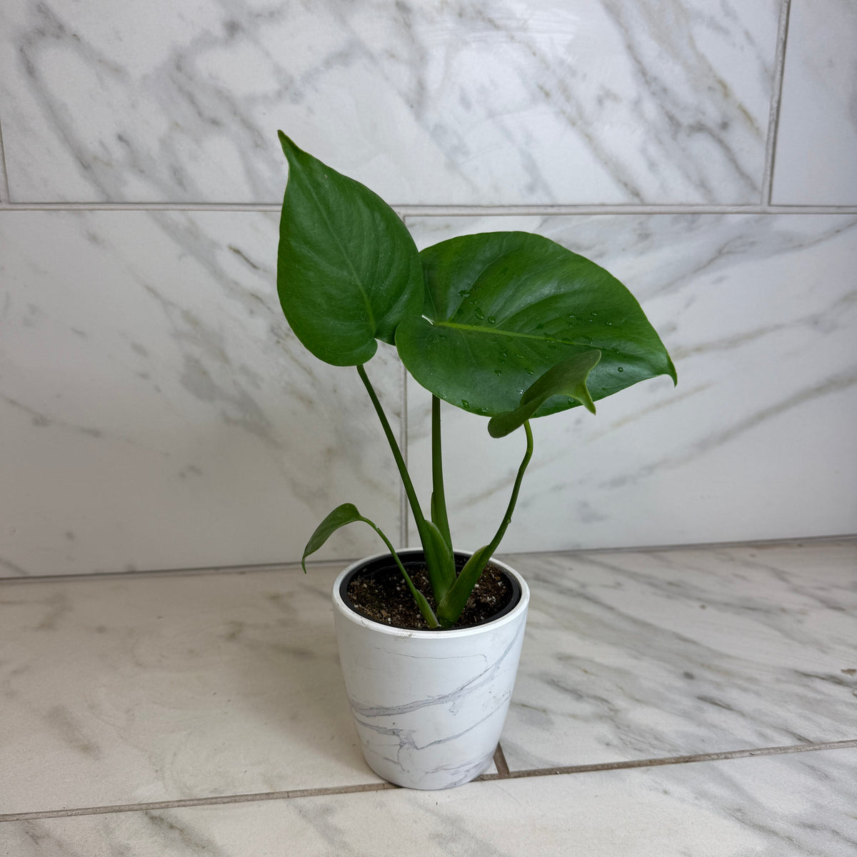 Monstera Deliciosa Split Leaf, 4" Plant, view 4
