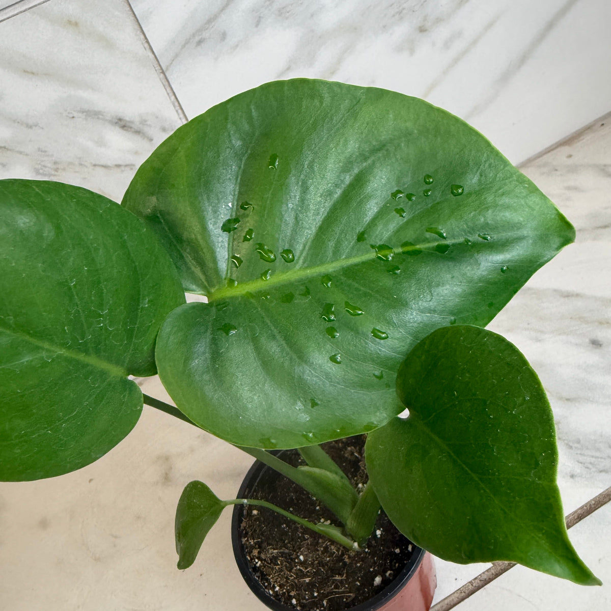Monstera Deliciosa Split Leaf, 4" Plant, view 3