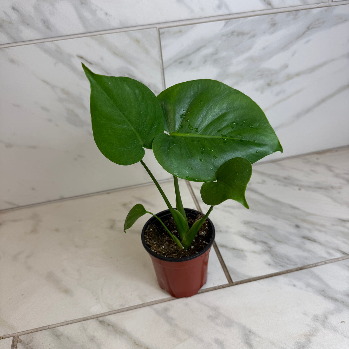 Monstera Deliciosa Split Leaf, 4" Plant, view 2