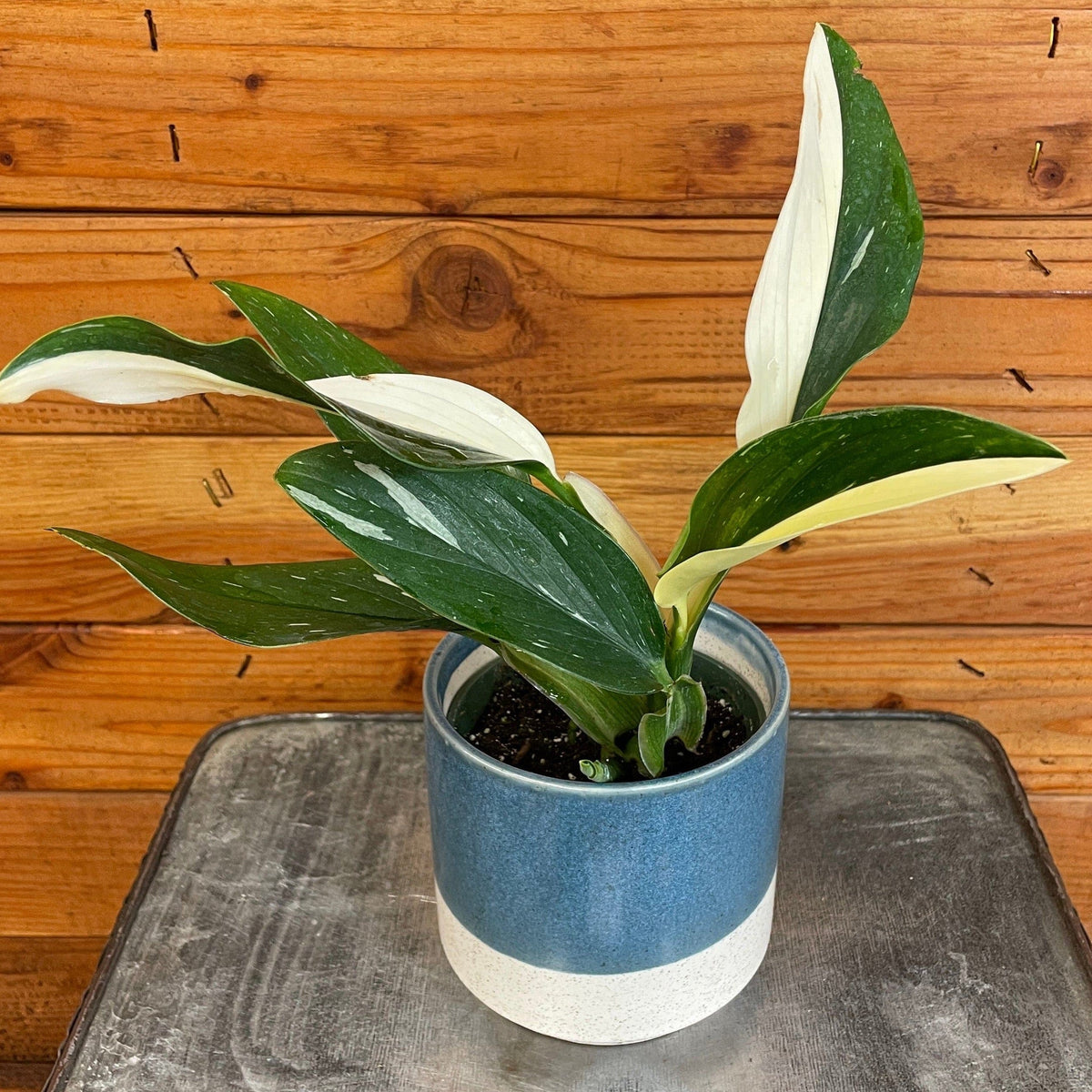 Monstera Standleyana Variegata, 4" Plant, view 2