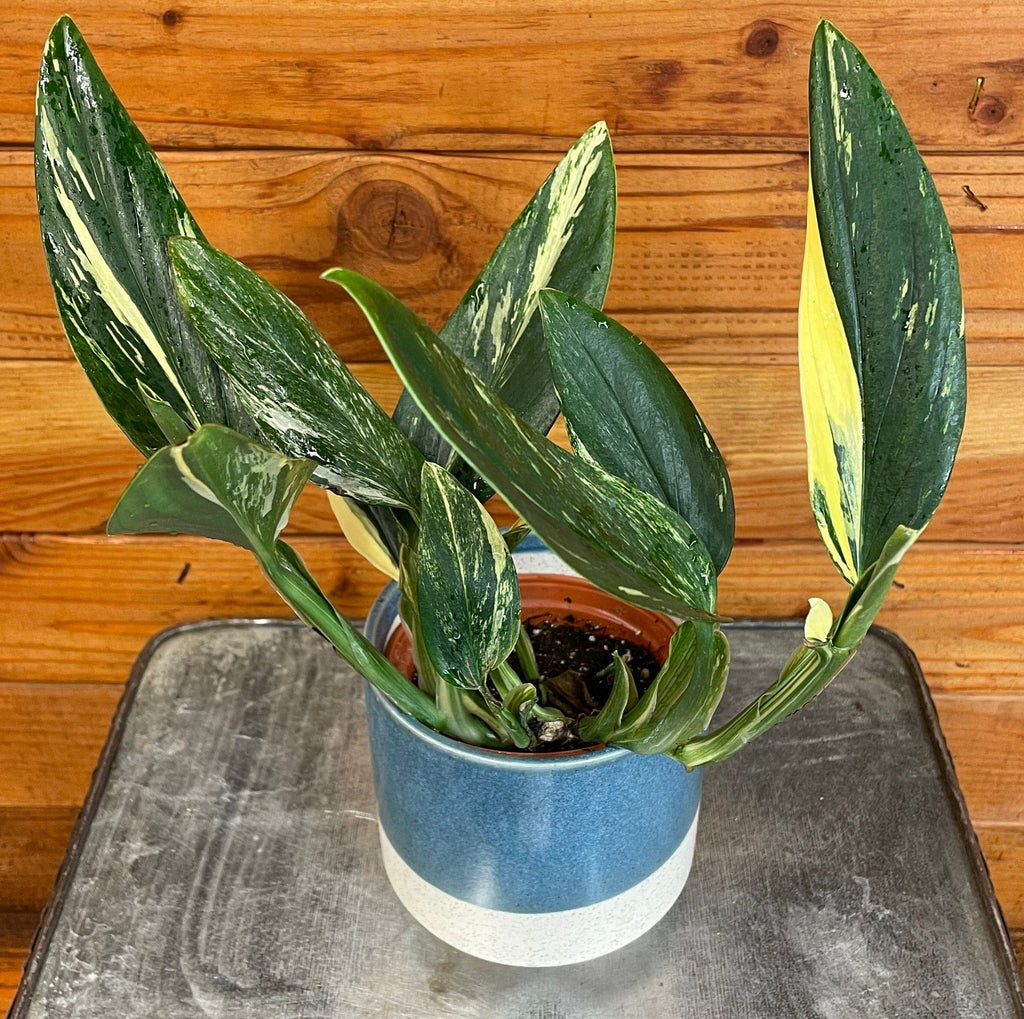 Monstera Standleyana Variegata, 4" Plant, view 5