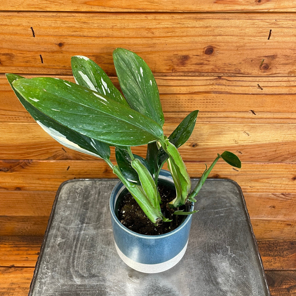 Monstera Standleyana Variegata, 4" Plant, view 3
