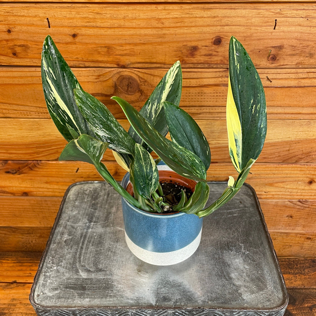 Monstera Standleyana Variegata, 4" Plant, view 4