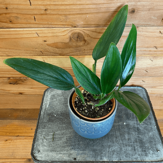 Philodendron Guttiferum, 4" Plant, view 3