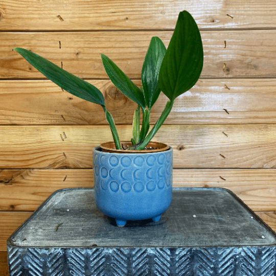 Philodendron Guttiferum, 4" Plant, view 2
