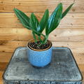 Philodendron Guttiferum, 4" Plant