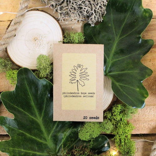 "The Popular Kids" Houseplant Seed Collection, view 2