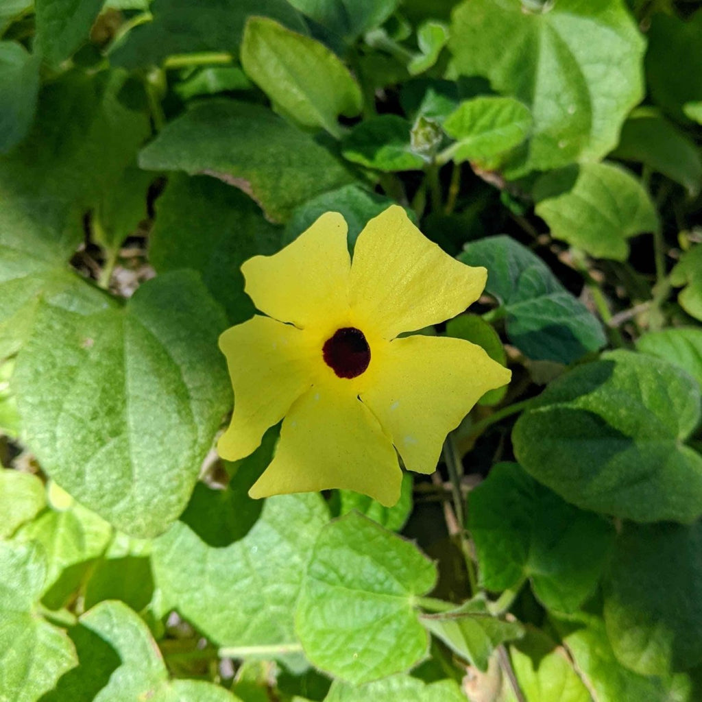 Thunbergia Seeds, view 5