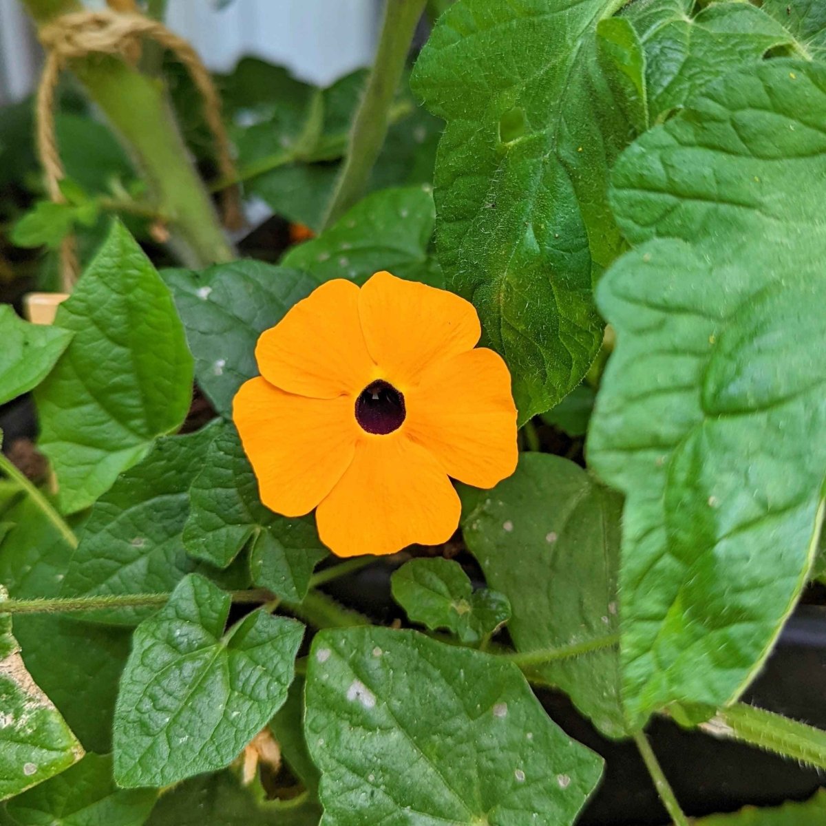 Thunbergia Seeds, view 6