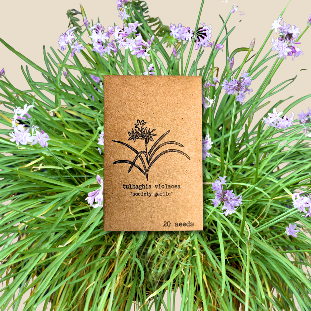 Tulbaghia Violacea "Society Garlic" Seeds