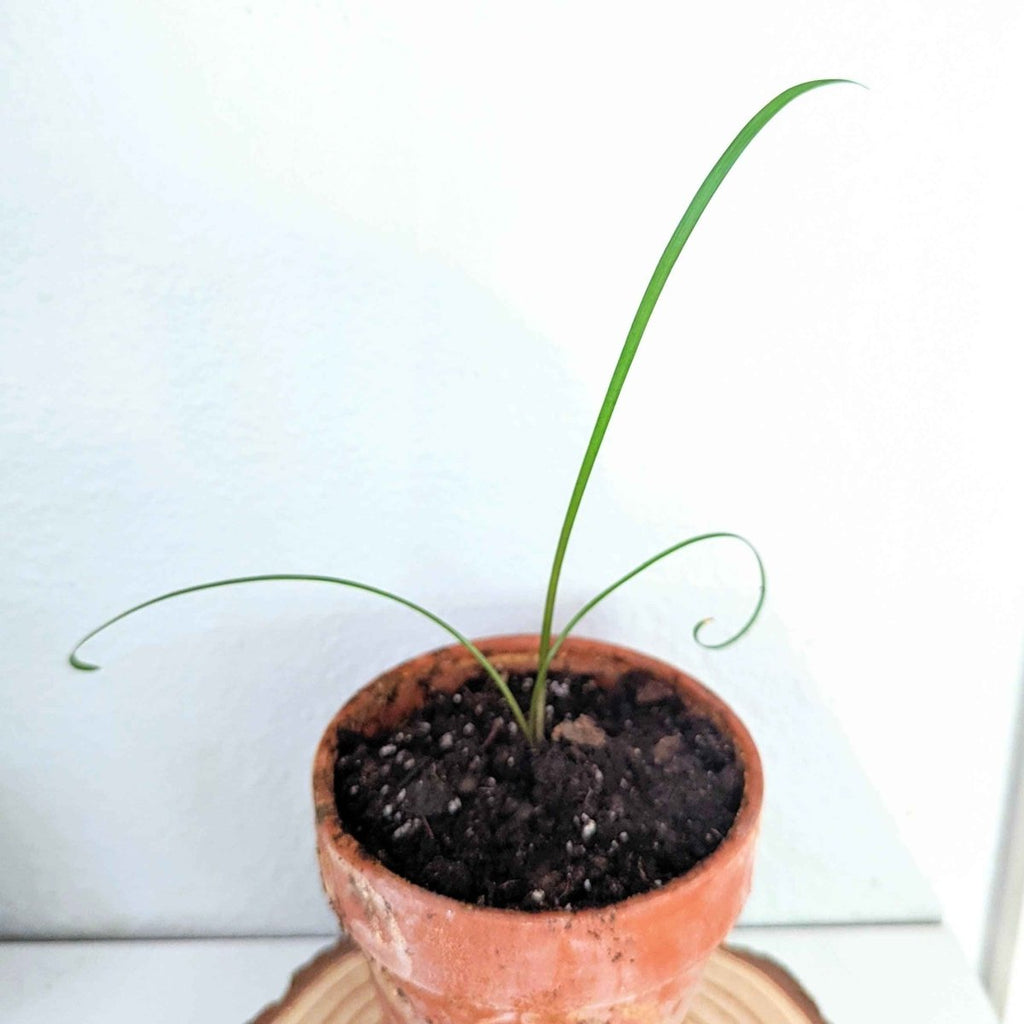 Tulbaghia Violacea "Society Garlic" Seeds, view 5