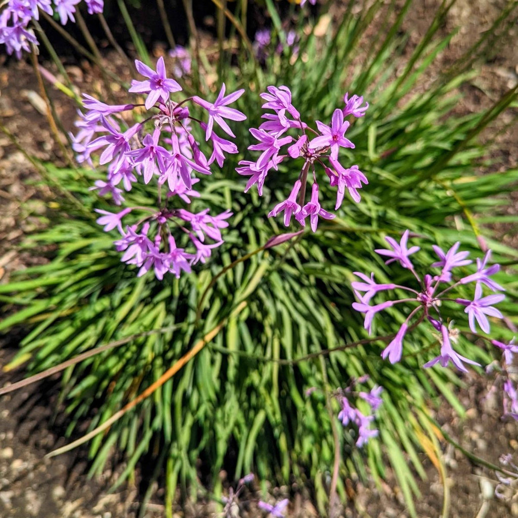 Tulbaghia Violacea "Society Garlic" Seeds, view 6