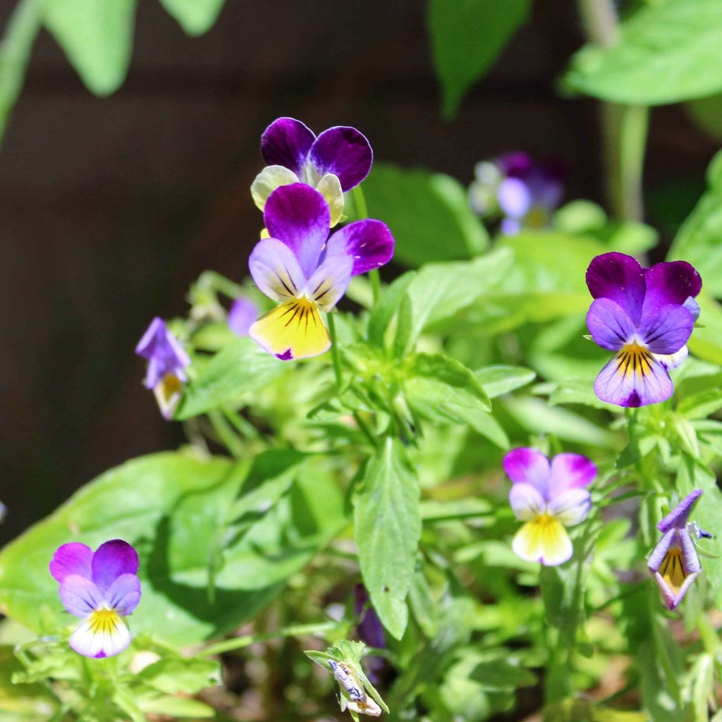 Viola Johnny Jump-Up Seeds, view 6
