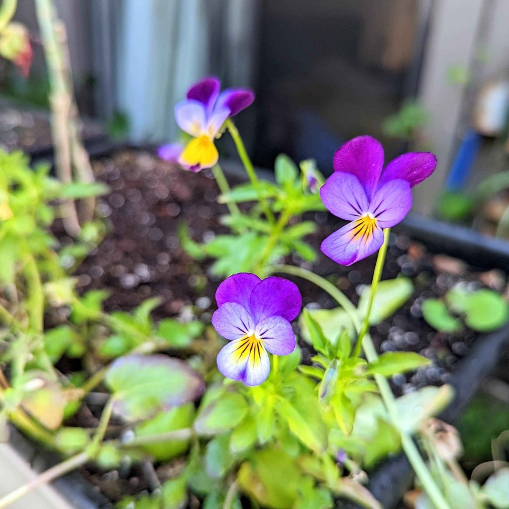 Viola Johnny Jump-Up Seeds, view 4